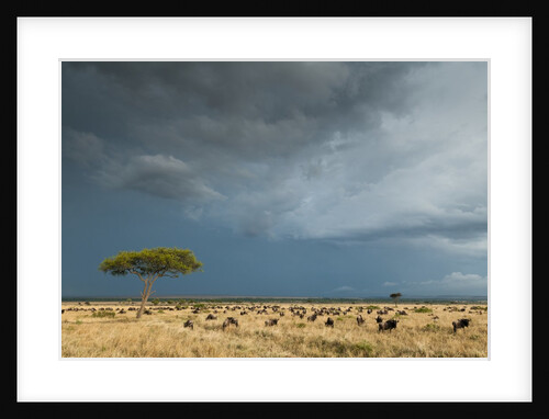 Wildebeest grazing on Mara plains by Anonymous