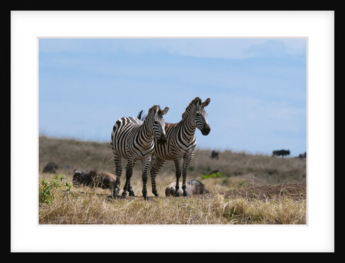 Plains zebras by Anonymous