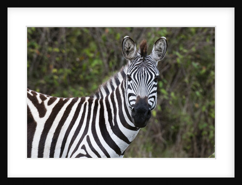 Plains zebra by Anonymous