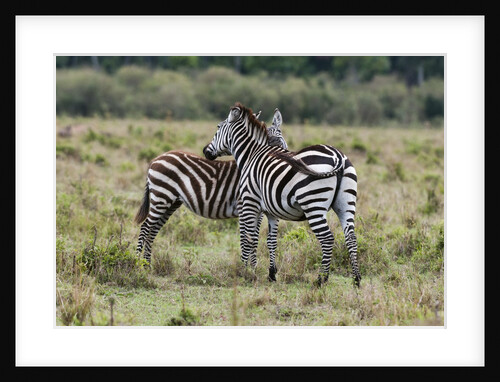 Plains zebras by Anonymous