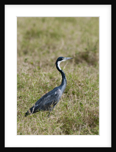 Black-headed heron by Anonymous
