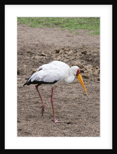 Yellow-billed stork by Anonymous