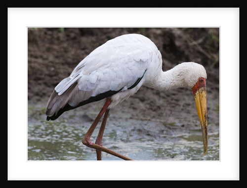 Yellow-billed stork by Anonymous