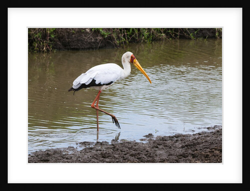 Yellow-billed stork by Anonymous