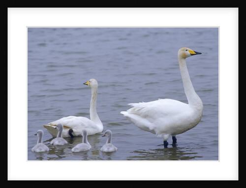 Family of Swans by Anonymous