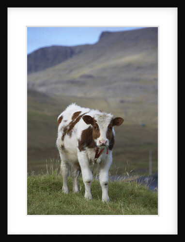 Young Calf graazing. by Anonymous