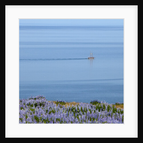 Lupines and boat, Husavik, Iceland by Anonymous