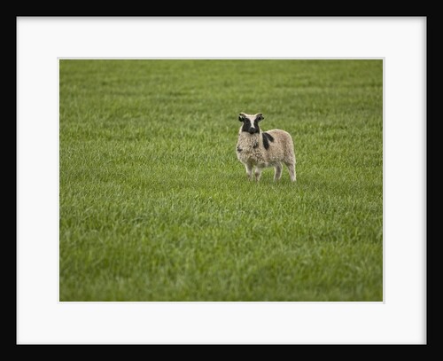 Lone sheep in the grass. by Anonymous