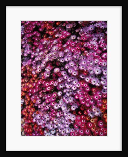 Pink annual summer flowers by Anonymous