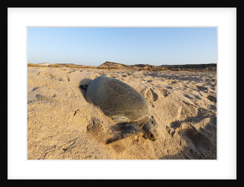 Green turtle by Anonymous
