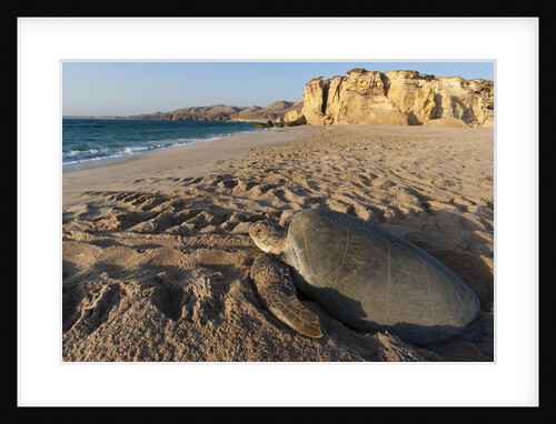 Green turtle by Anonymous
