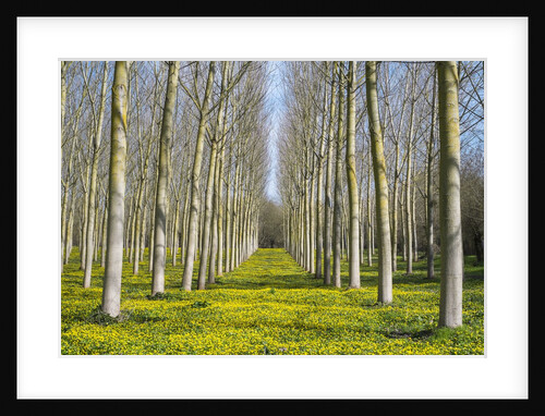 Lesser celandine (Ranunculus ficaria) flowering in early spring under poplar (Populus) tree plantati by Anonymous