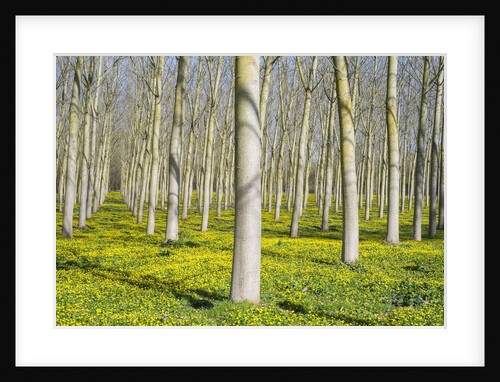 Lesser celandine (Ranunculus ficaria) flowering in early spring under poplar (Populus) tree plantati by Anonymous