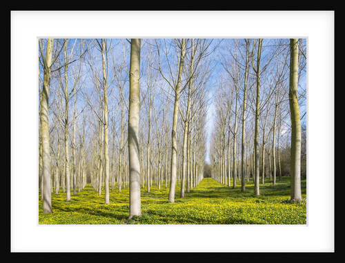 Lesser celandine (Ranunculus ficaria) flowering in early spring under poplar (Populus) tree plantati by Anonymous