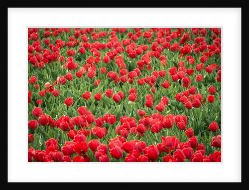 Red tulips in field in spring. by Anonymous