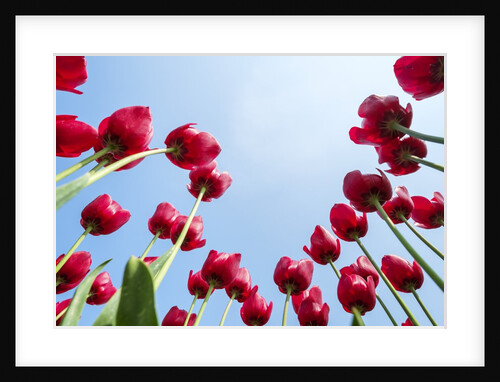 Looking up at tulip blossoms against blue sunny sky by Anonymous