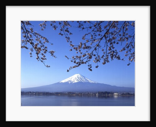 Cherry blossom with Mount Fuji and Lake Kawaguchi in background, Fuji-Hakone-Izu National Park, Japan by Anonymous