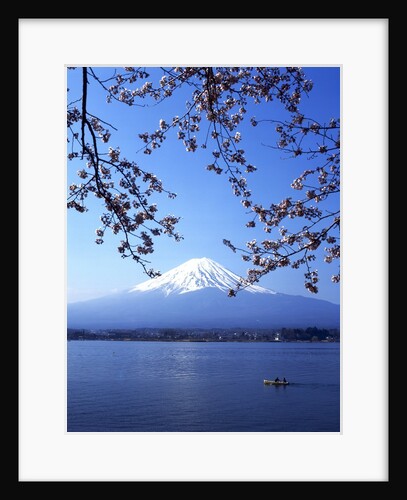 Cherry blossom with Mount Fuji and Lake Kawaguchi in background, Fuji-Hakone-Izu National Park, Japan by Anonymous