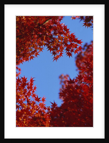 Directly below view of autumn leaves, Kyoto, Kyoto Urban Prefecture, Kinki Region, Japan by Anonymous