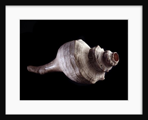 Seashell used as a musical instrument by Anonymous