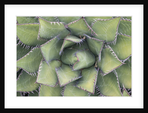 Agave by Anonymous