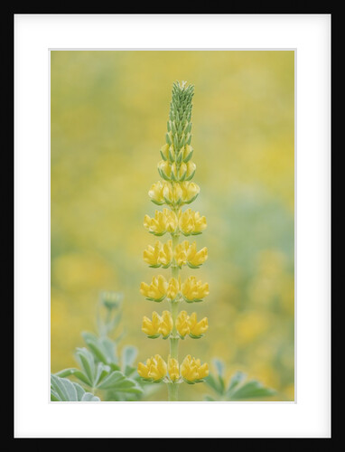 Golden Lupine by Anonymous