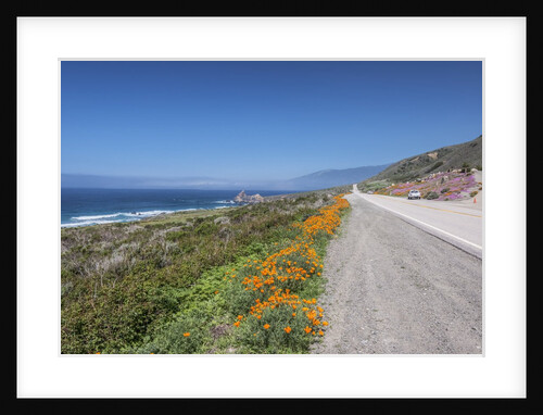 California Poppies Along Highway 1 by Anonymous