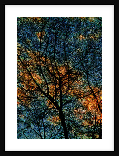 Tree by Anonymous