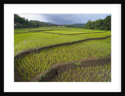 Fertile paddy rice field in the slope of Mt Liman by Anonymous
