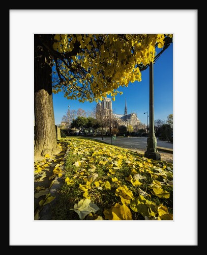 View of the Cathedrale (cathedral) de Notre Dame from Place (square) Rene Viviani in autumn by Anonymous
