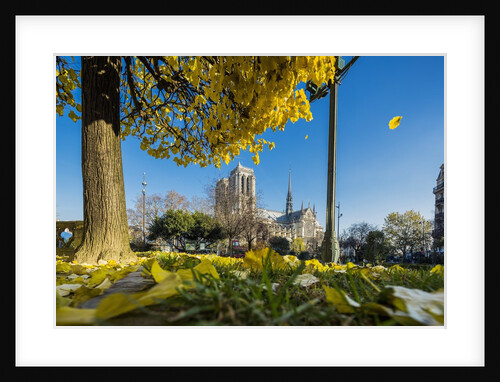 View of the Cathedrale (cathedral) de Notre Dame from Place (square) Rene Viviani in autumn by Anonymous