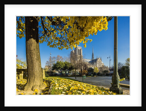 View of the Cathedrale (cathedral) de Notre Dame from Place (square) Rene Viviani in autumn by Anonymous