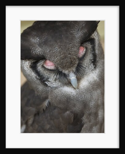 Verraux Eagle Owl by Anonymous