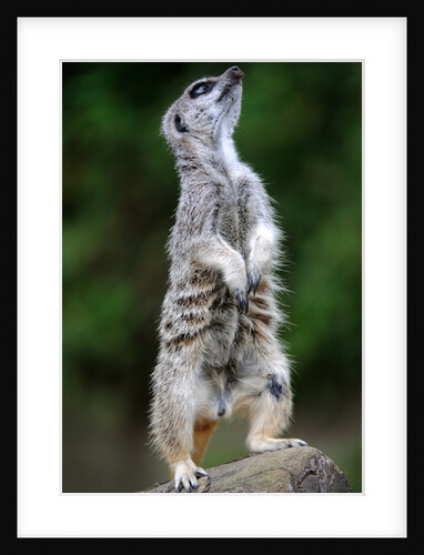 Meerkat by Anonymous
