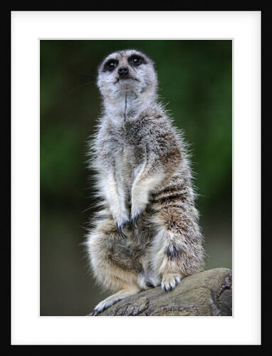 Meerkat by Anonymous
