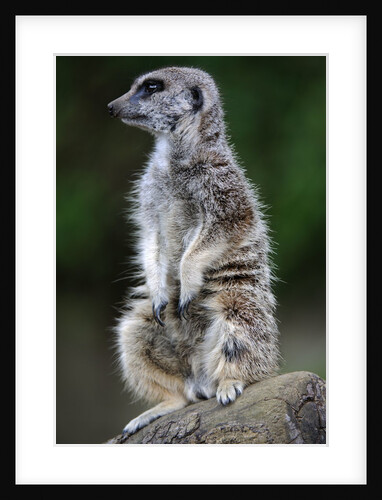 Meerkat by Anonymous