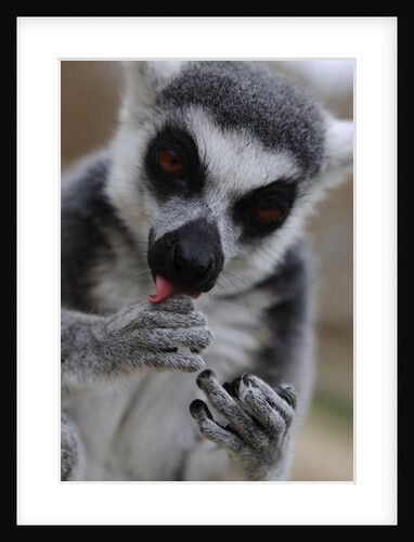 Ring Tailed Lemur by Anonymous
