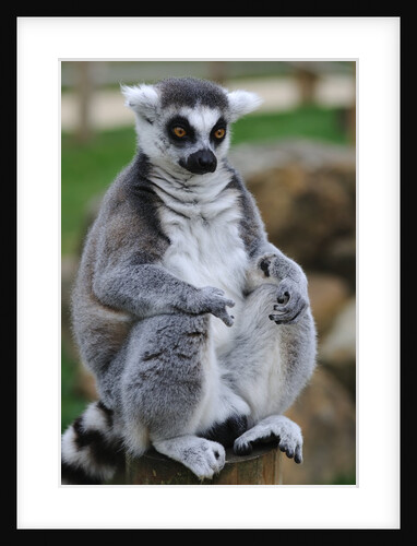 Ring Tailed Lemur by Anonymous