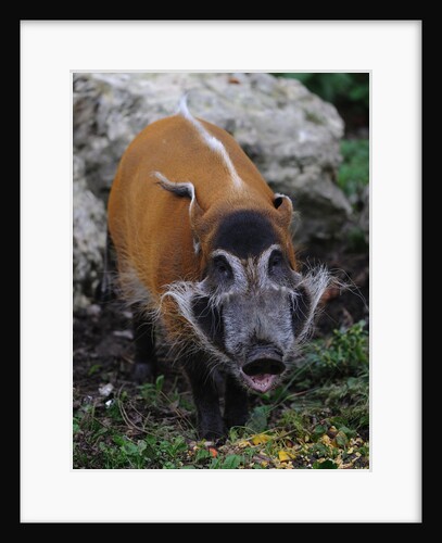 Red River Hog by Anonymous