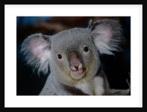 Koala Bear by Anonymous