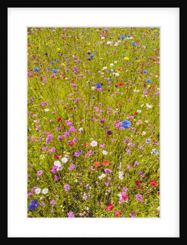 Eden Project by Anonymous