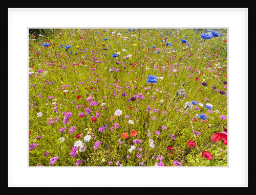 Eden Project by Anonymous