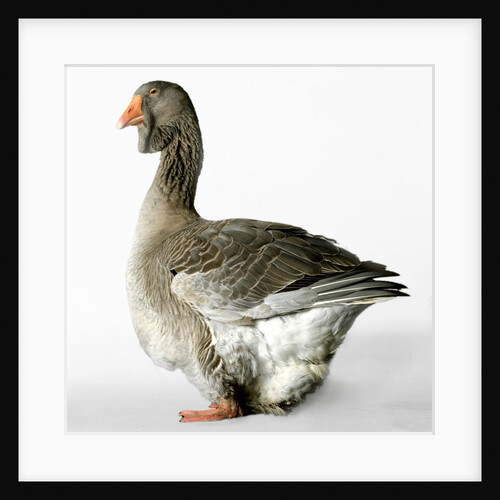 Toulouse Gander by Anonymous