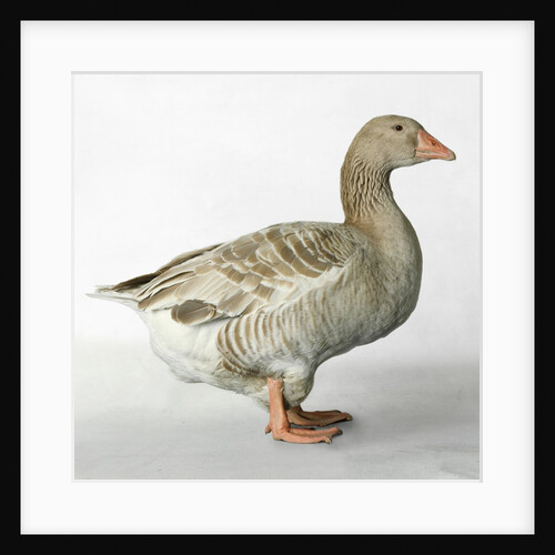 American Buff Goose by Anonymous
