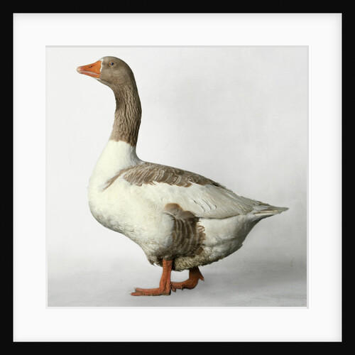 Pomeranian Goose by Anonymous