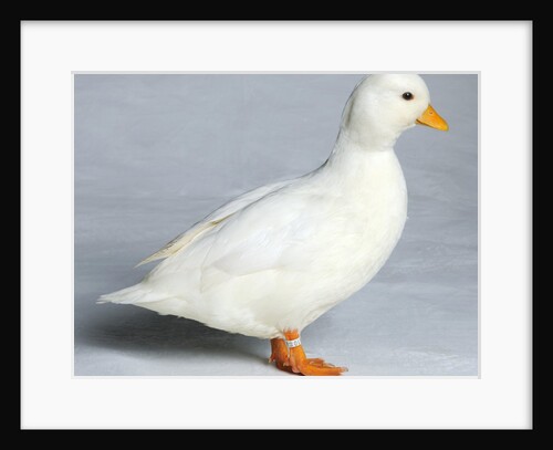 Call Duck by Anonymous