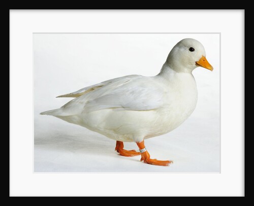 Call Duck by Anonymous