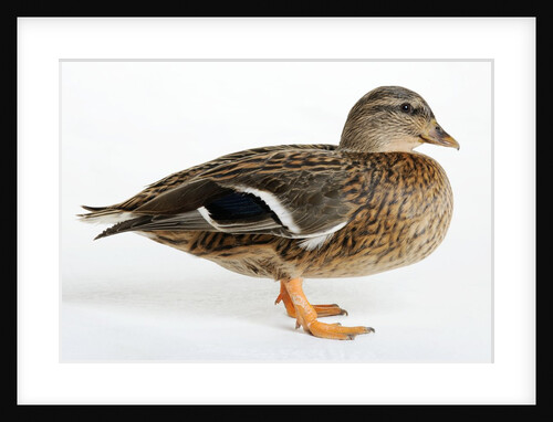 Silver Appleyard Duck by Anonymous