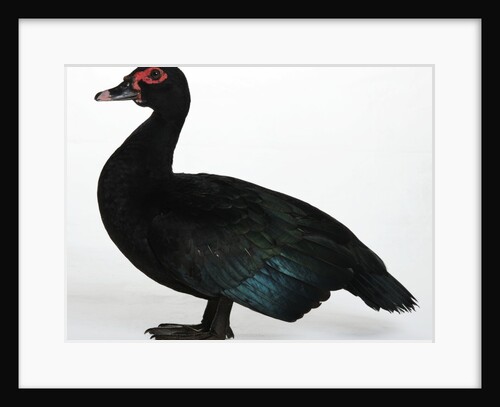 Muscovy Duck by Anonymous
