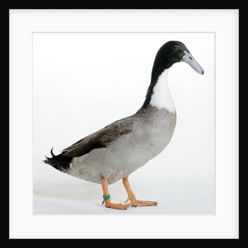 Hook Bill Duck by Anonymous